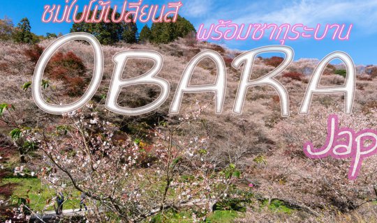 Cover มา 1 ได้ถึง 2 ชมซากุระบานพร้อมกับใบไม้เปลี่ยนสีที่ Obara , Japan...