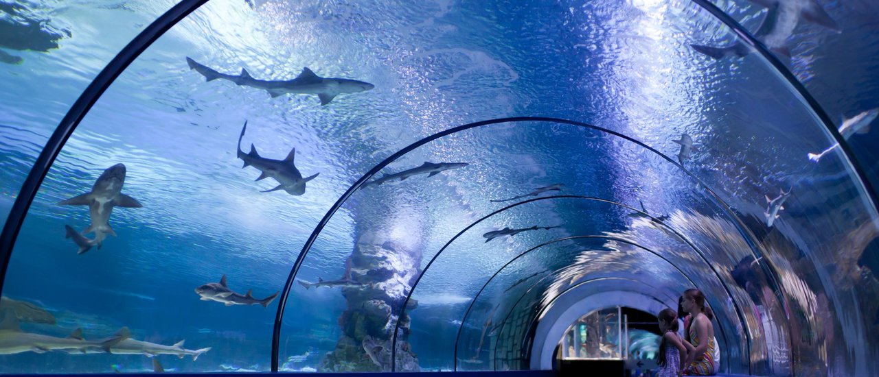 cover พิพิธภัณท์สัตว์น้ำ โอซาก้า(Kaiyukan Osaka Aquarium)