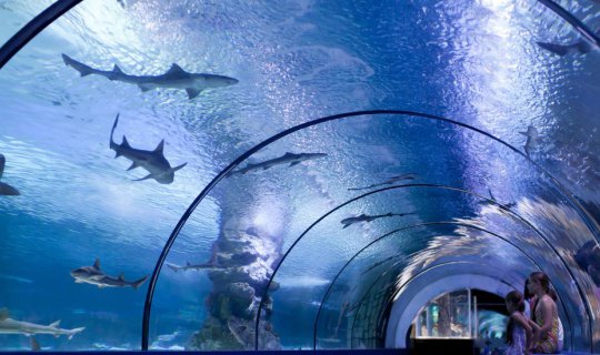 cover พิพิธภัณท์สัตว์น้ำ โอซาก้า(Kaiyukan Osaka Aquarium)