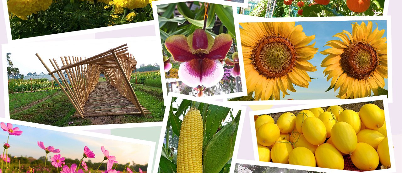 cover งานเกษตรแม่โจ้ 85 ปี เริ่มแล้วค่ะ เก็บบรรยากาศในงานมาฝากกัน จุดเซลฟี่สวยๆเยอะเลย^^