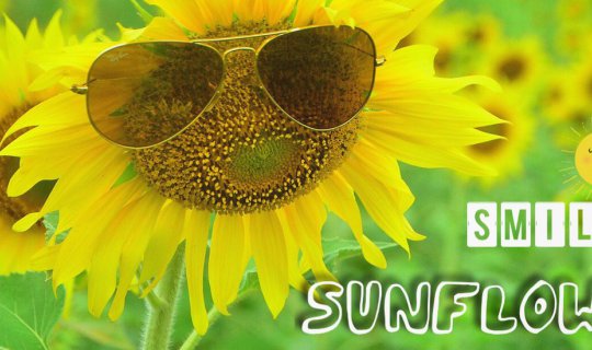 Cover ดอกทานตะวัน 2561 บานแล้วจร้า...