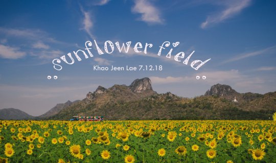 Cover ถ่ายรูปชิวๆกับวิวทุ่งดอกทานตะวัน...