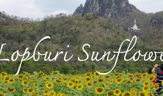 cover นั่งรถไฟ ไปทุ่งทานตะวัน จ.ลพบุรี