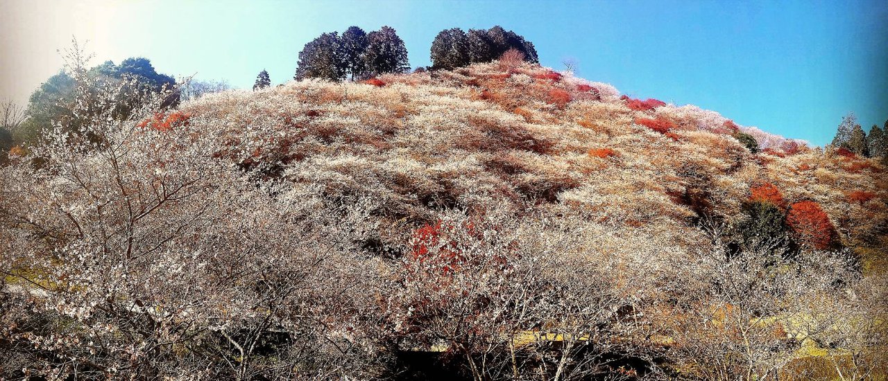 cover ความสวยที่แตกต่าง – ฤดูเปลี่ยน ใบไม้ก็เปลี่ยน ( OBARA Vs. Nagoya Castle ) Repost (ภาพเต็ม)