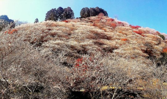 Cover ความสวยที่แตกต่าง – ฤดูเปลี่ยน ใบไม้ก็เปลี่ยน ( OBARA Vs. Nagoya Cas...