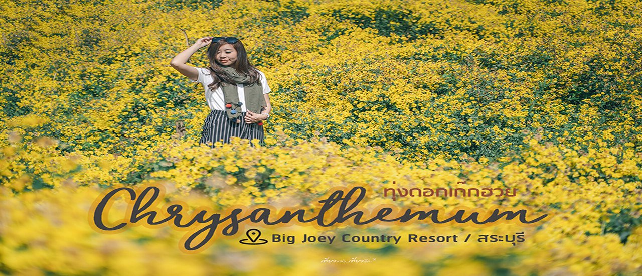 cover 🌼ทุ่งดอกเก๊กฮวย สระบุรี ใกล้ กรุงเทพแค่นิดเดียว !!!