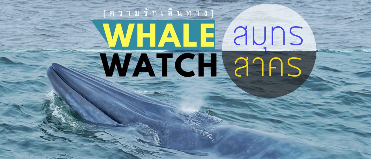 cover ไปดู วาฬบรูด้า ที่ สมุทรสาคร