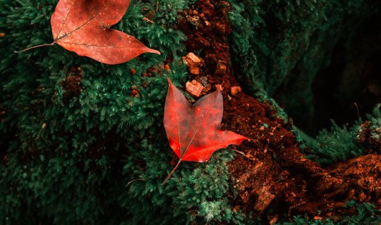 cover คนเดียวเที่ยวภูกระดึง เสาร์อาทิตย์แบบไม่มีรถส่วนตัว