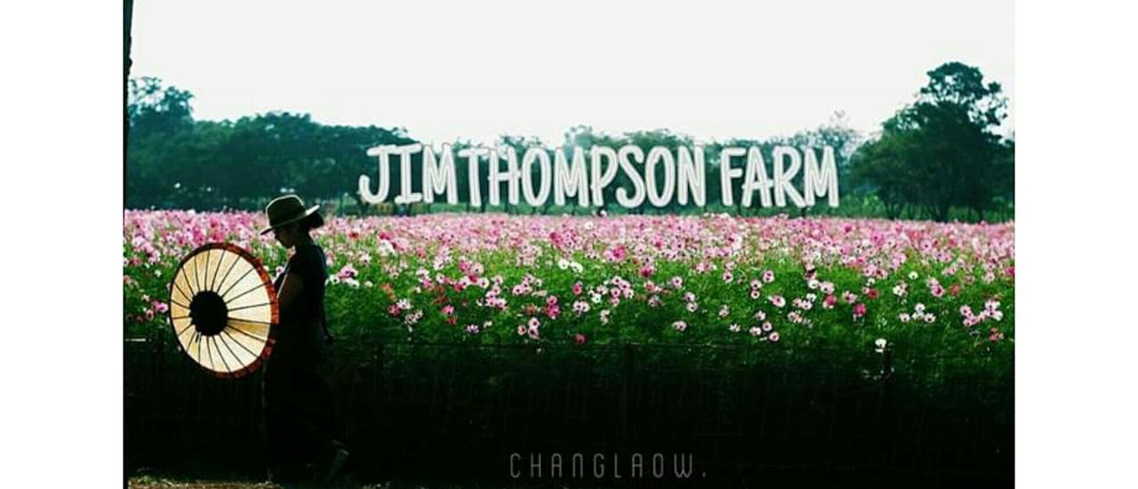 cover "Cosmos บานทั่วทุ่ง ที่ ฟาร์มลุงจิม "