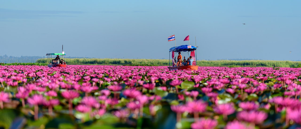 cover + + Review: 'Red Lotus Lake' @ Kumphawapi District, Udon Thani + +
