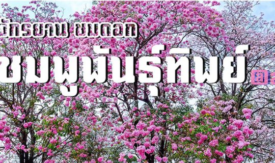 cover หวานไปทั้งสวน กับชมพูพันธุ์ทิพย์