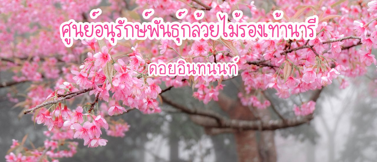 cover ดอกพญาเสือโคร่ง ความงามของซากุระประเทศไทย