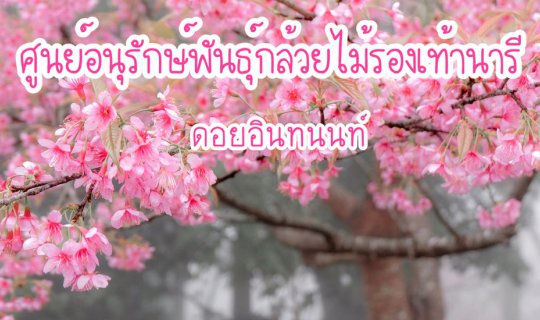 cover ดอกพญาเสือโคร่ง ความงามของซากุระประเทศไทย