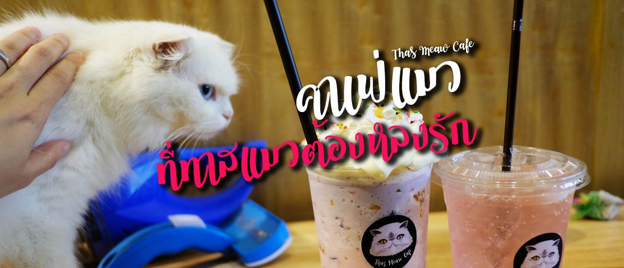 cover เที่ยวแพร่: Thas Meaw Cafe คาเฟ่แมวที่ทาสแมวต้องหลงรัก