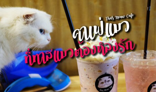 cover เที่ยวแพร่: Thas Meaw Cafe คาเฟ่แมวที่ทาสแมวต้องหลงรัก