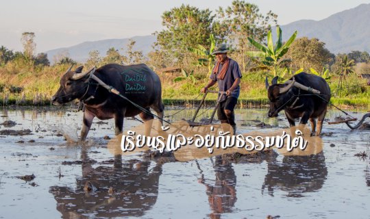 cover ได้ดิบ ได้ดี l เรียนรู้และอยู่กับธรรมชาติ > นอนดูดาว > นอนบ้านต้นไม้ > เดินป่า > กับชีวิตที่ลงตัว