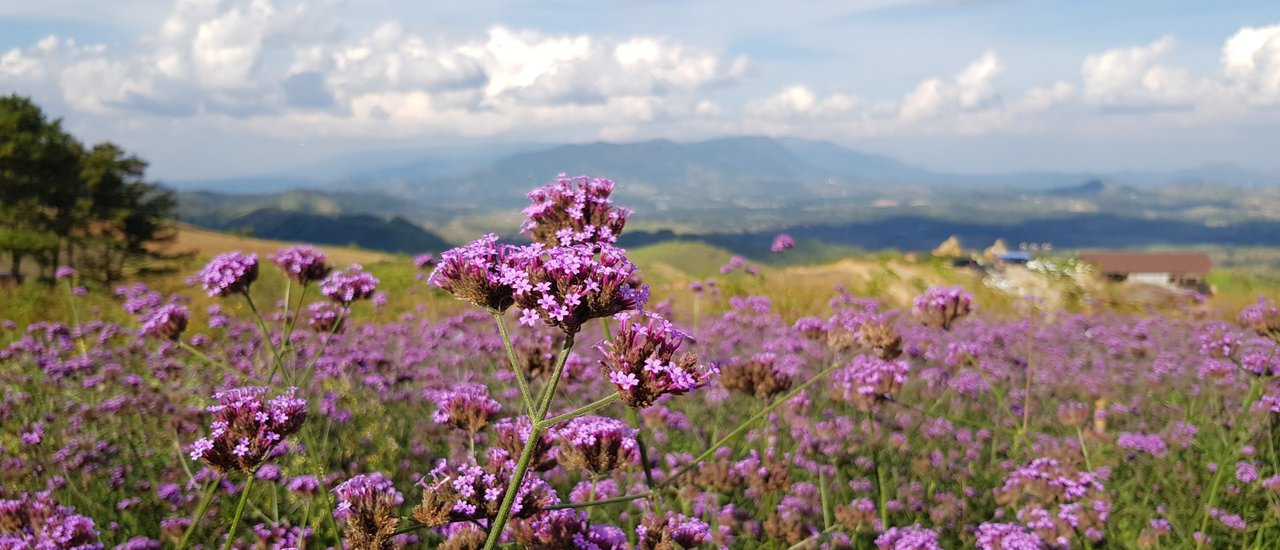 cover ไปสูดอากาศดีๆ ที่เขาค้อ