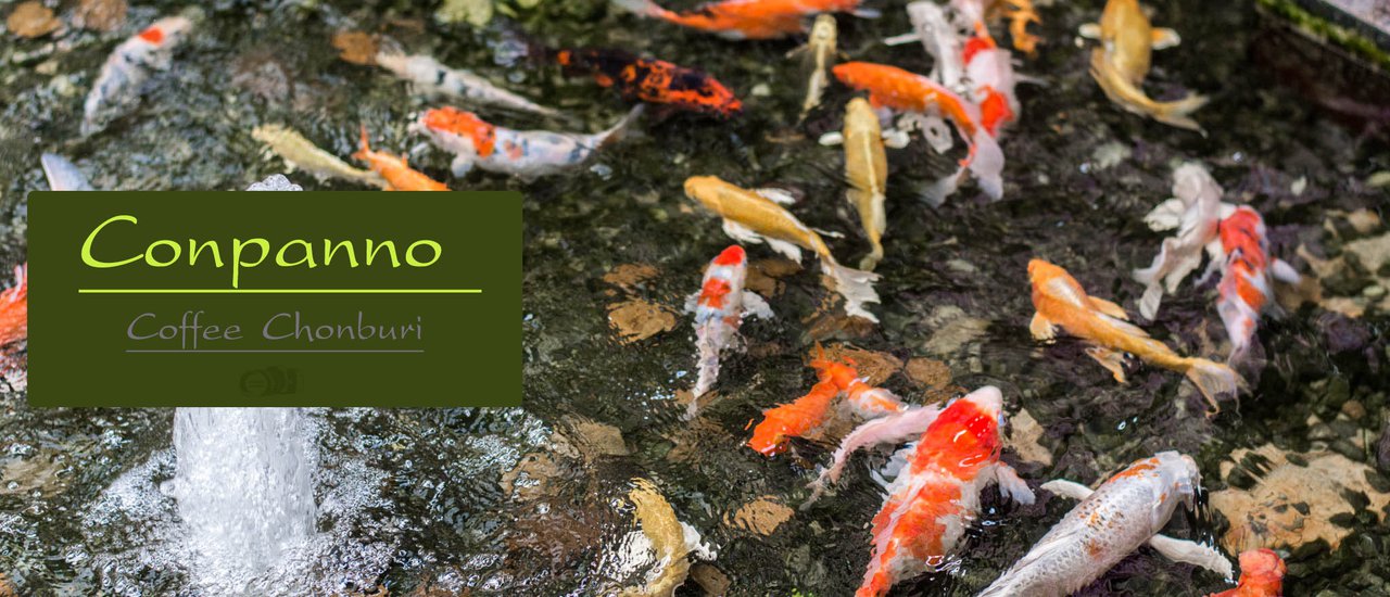 cover จิบกาแฟ ซบตาปลาคราฟ ที่ Conpanno Cafe