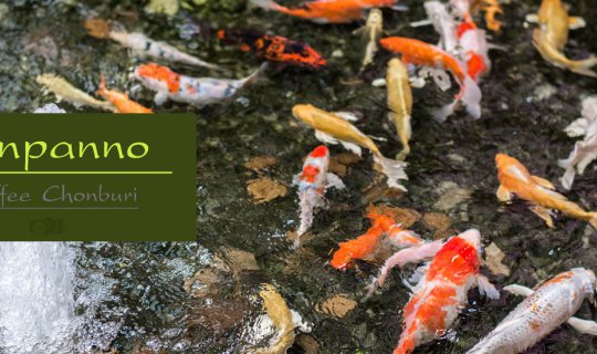 cover จิบกาแฟ ซบตาปลาคราฟ ที่ Conpanno Cafe