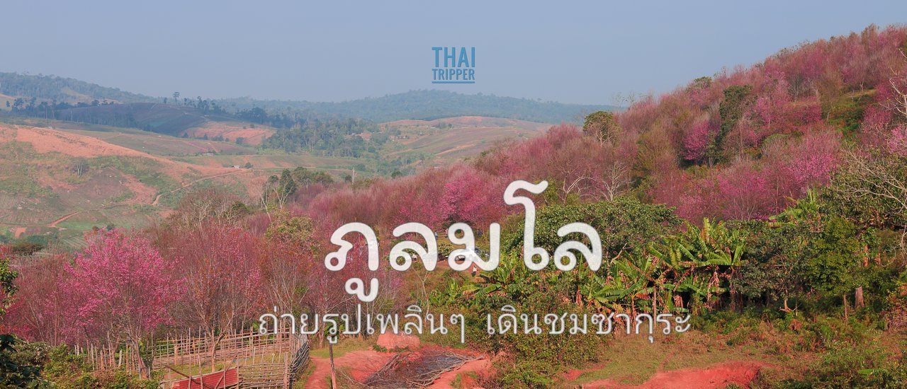 cover เยือนดอยสีชมพู-ภูลมโล บ้านร่องกล้า ภูทับเบิก