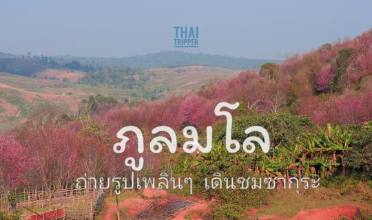 Cover เยือนดอยสีชมพู-ภูลมโล บ้านร่องกล้า ภูทับเบิก...