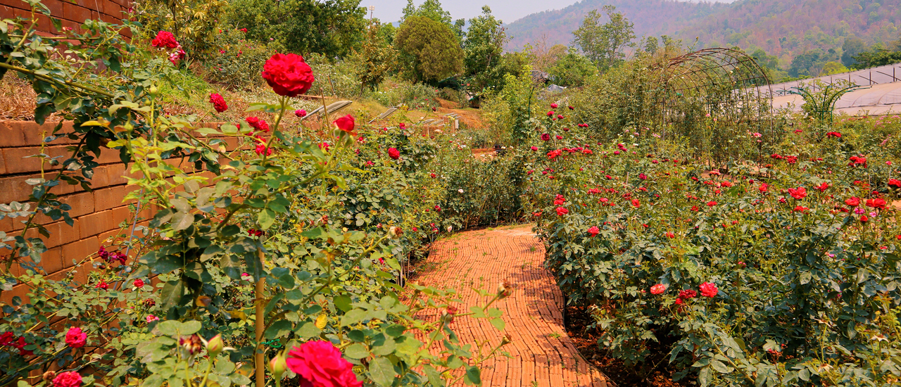 cover โครงการหลวงทุ่งเริง เส้นทางสายกุหลาบ ชมดอกไม้ทานอาหารไทยท่ามกลางดอกกุหลาบหลากสายพันธุ์^^