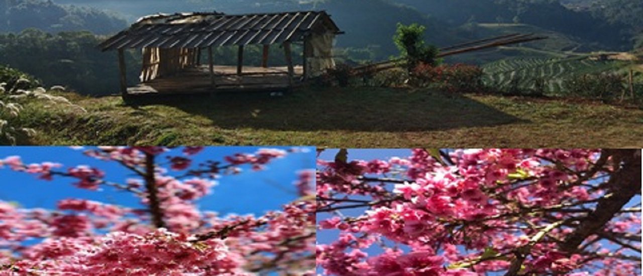 cover ดอยอ่างขาง is calling me