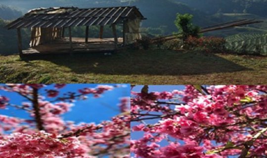 Cover ดอยอ่างขาง is calling me...