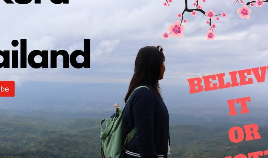 cover Sakura in Khao Kho Thailand at Phu Lom lo 泰國旅遊, 考科 Ep 2