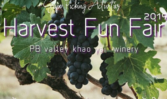 cover Harvest Fun Fair 2019 เก็บองุ่นกันไม๊ที่ PB Valley khaoyai winery