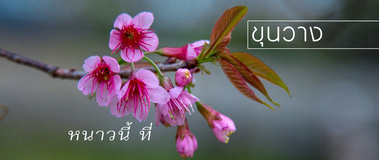 cover เที่ยวเชียงใหม่ 2 วัน 1 คืน ที่ ขุนวาง แม่วาง