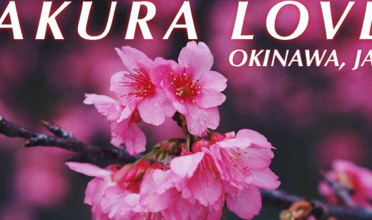 cover SAKURA LOVER OKINAWA JAPAN