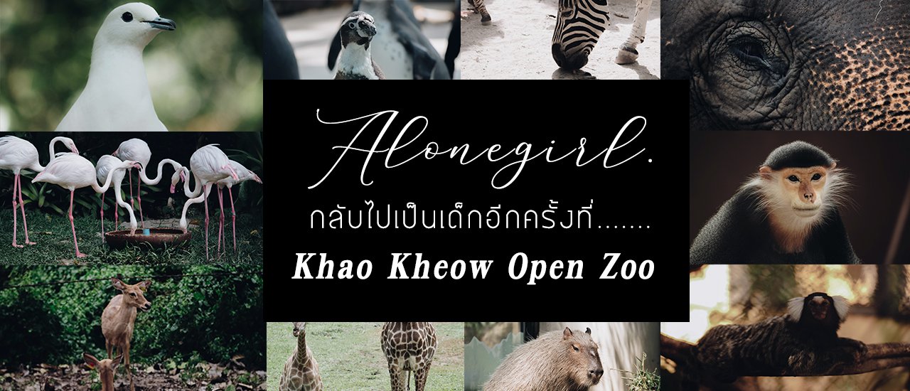 cover กลับไปเป็นเด็กอีกครั้ง I 𝐊𝐡𝐚𝐨 𝐊𝐡𝐞𝐨𝐰 𝐎𝐩𝐞𝐧 𝐙𝐨𝐨