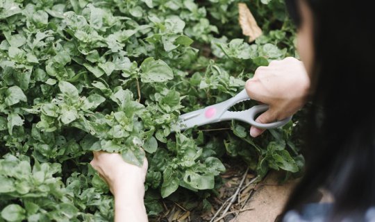 Cover :: Machill Home :: Farm Stay รักษ์โลก ที่ไม่ไกลจากกรุงเทพฯ...