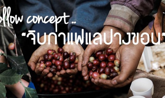 Cover follow concept ... "จิบกาแฟแลปางขอน"...