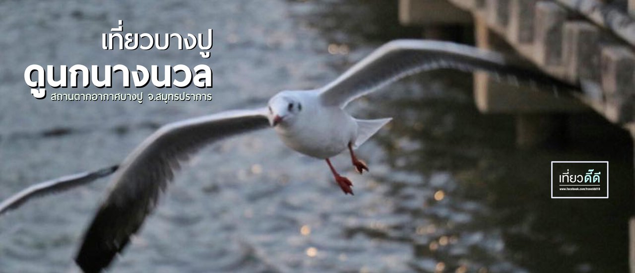 cover เที่ยวบางปู...ดูนกนางนวล ณ สถานตากอากาศบางปู จ.สมุทรปราการ