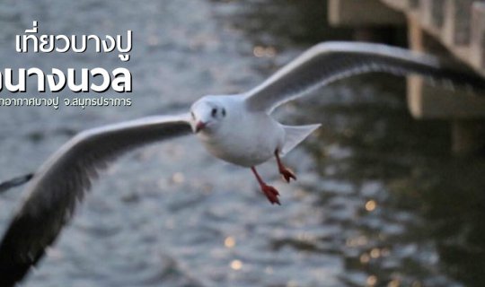 Cover เที่ยวบางปู...ดูนกนางนวล ณ สถานตากอากาศบางปู จ.สมุทรปราการ...