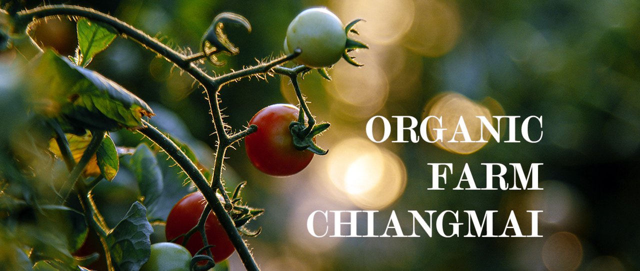 cover เที่ยวฟาร์มเกษตรอินทรีย์ ปลอดสารเคมี ที่ Organic Farm ดอยสะเก็ด เชียงใหม่