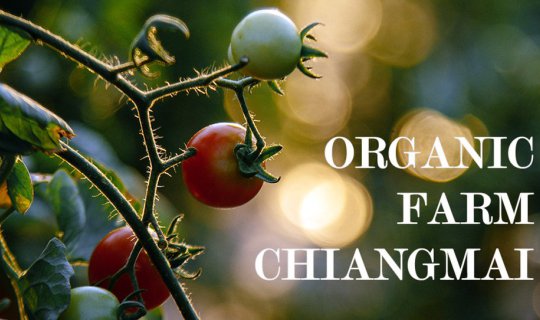 cover เที่ยวฟาร์มเกษตรอินทรีย์ ปลอดสารเคมี ที่ Organic Farm ดอยสะเก็ด เชียงใหม่