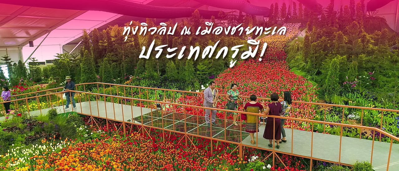 cover มหัศจรรย์ทิวลิปนับแสน บานสะพรั่งที่ระยอง