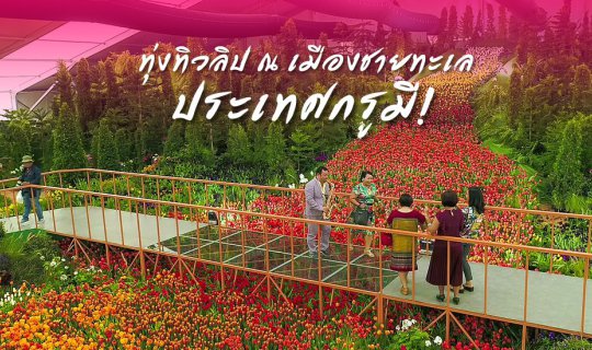 cover มหัศจรรย์ทิวลิปนับแสน บานสะพรั่งที่ระยอง