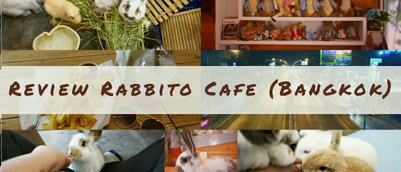 cover Review คาเฟ่กระต่าย : นั่งชิวๆ IN Rabbito Cafe (ซอย สุขุมวิท 101/1)