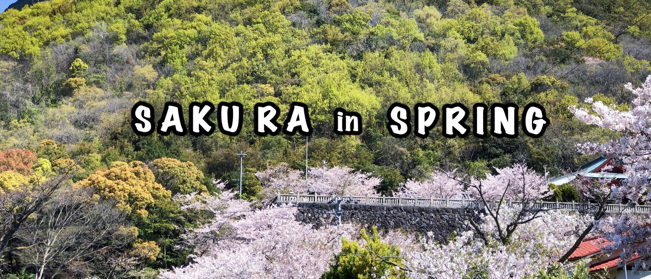 cover SAKURA in SPRING JAPAN