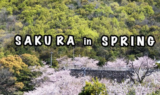 cover SAKURA in SPRING JAPAN
