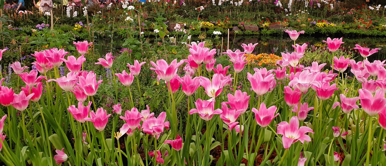 cover ดอกทิวลิปบาน@ระยองฮิ