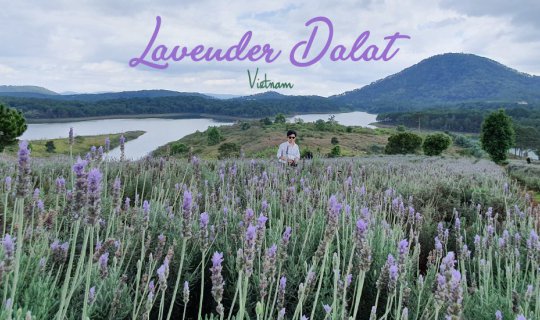 cover Lavender Dalat Garden  "Vietnam Trip 2019"
