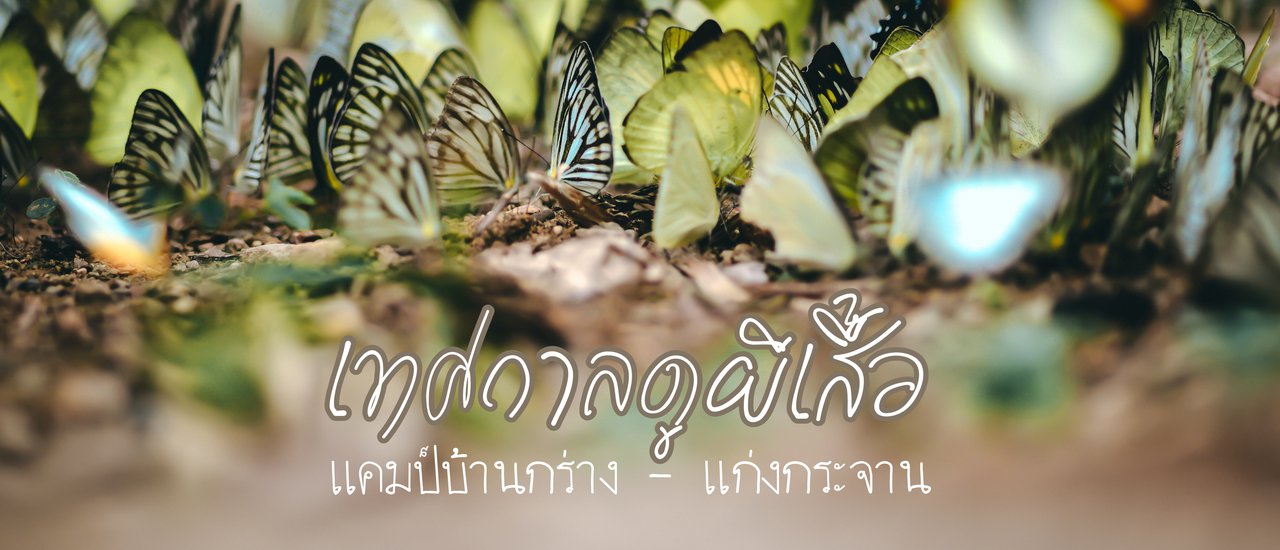 cover ตามหาผีเสื้อในป่าใหญ่ แคมป์บ้านกร่าง แก่งกระจาน