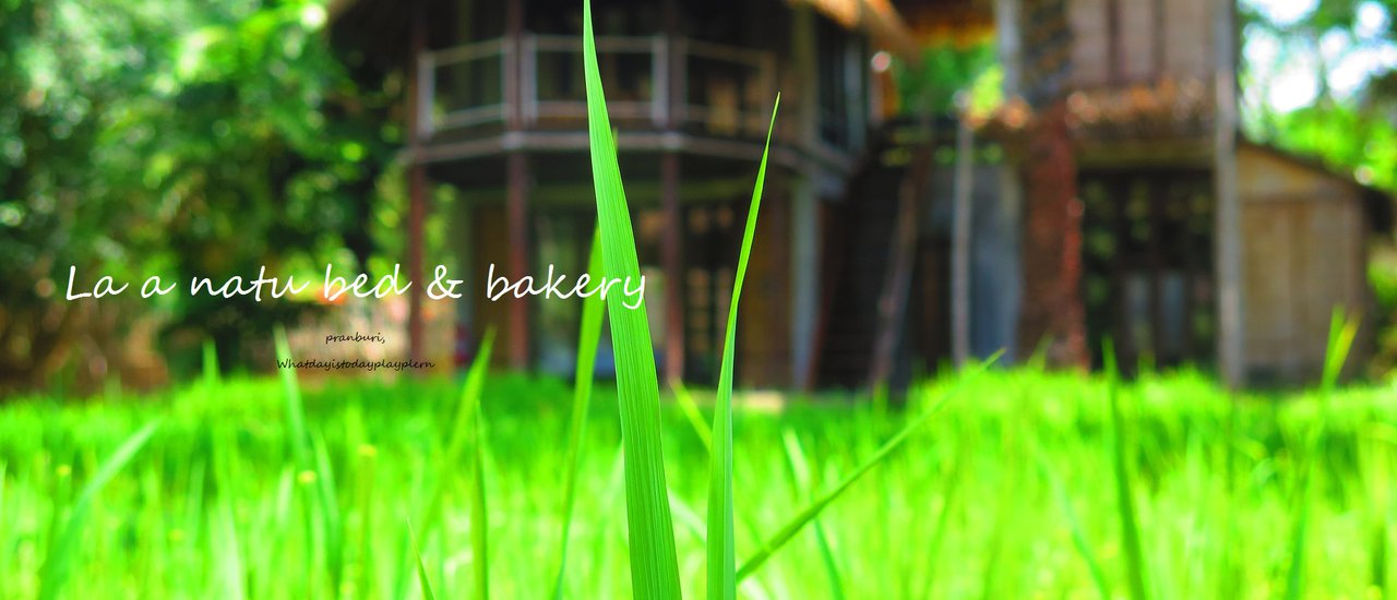 cover "ทะเลสีฟ้า ทุ่งนาสีเขียว 1 เดียวในปราน ที่ La a natu bed & bakery"