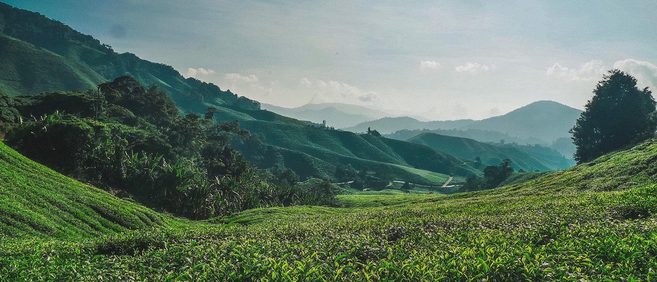 cover A Solo Fun Trip to Malaysia - 5 days 4 nights Backpacking & Taking Train to Penang - Cameron Highlands - Kuala Lumpur
