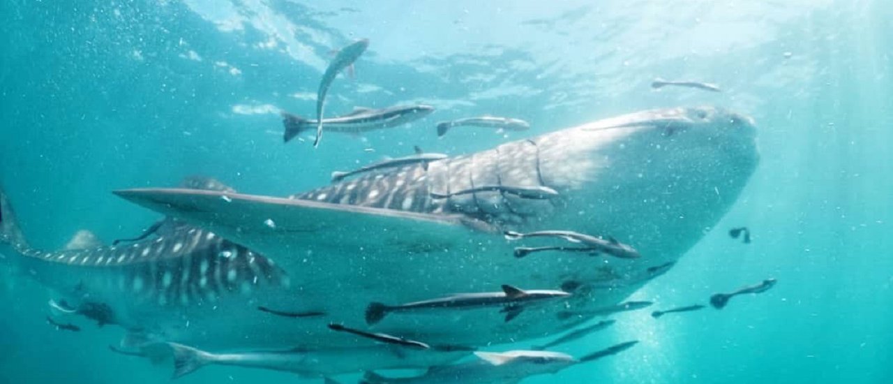 cover ชุมพร ถิ่นนี้มี ฉลาม วาฬ